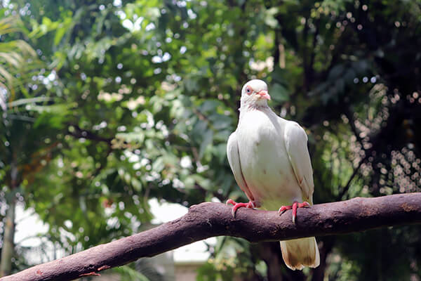 This little pigeon needed help learning to fly.