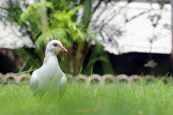 Children playing football rushed to alert Dr. Naresh when this young pigeon wasn’t flying away.