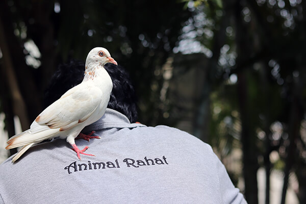 The pigeon used a team member’s shoulders to help her gain the confidence to fly.