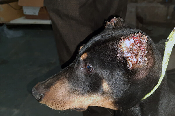 This dog was in immense pain after a doctor cut off his ears.