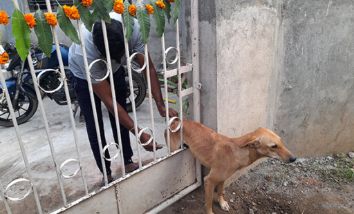 Village Dog Trapped in a Metal Prison