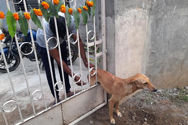 A search for food caused this village dog to get stuck between a gate’s bars.