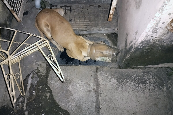 This dog would have died because she couldn’t get her head out of the jar.