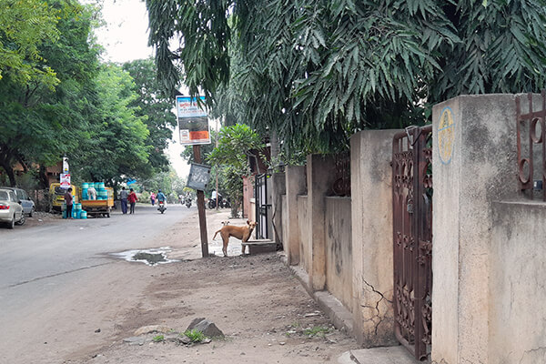 The dog was released near where she had been found.