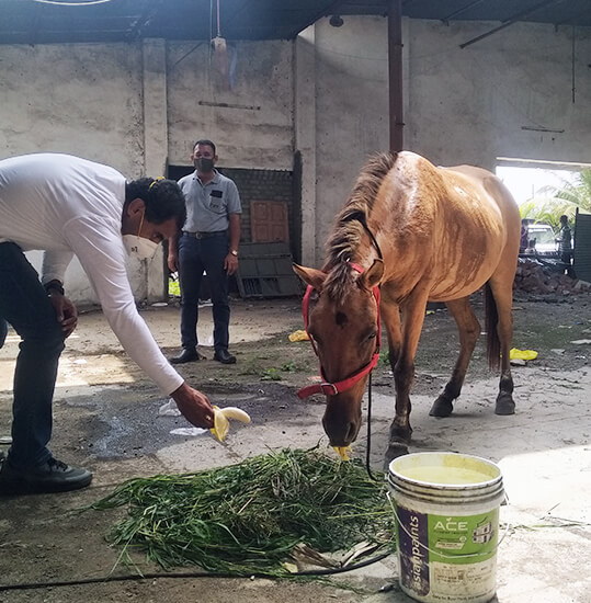 Animal Rahat’s rescue team prepares to treat Koyal.