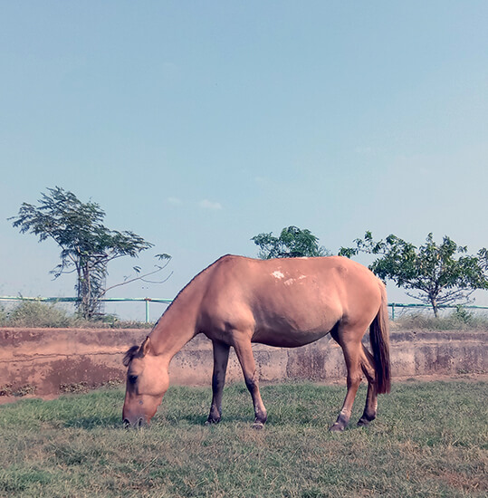 Koyal happily grazes at Animal Rahat’s sanctuary in Sangli.