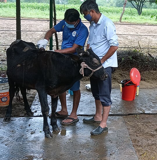 Animal Rahat’s staff treat Deva’s wounds.