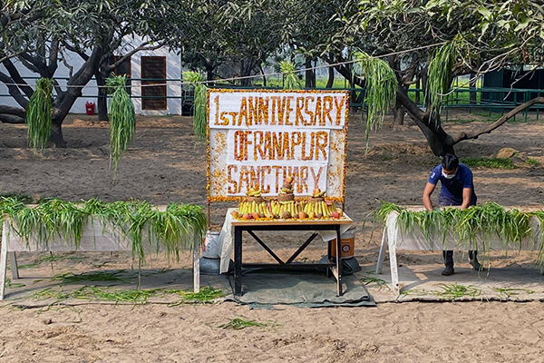 Animal Rahat’s staff arranged for a feast for the residents of its second sanctuary to celebrate its anniversary.