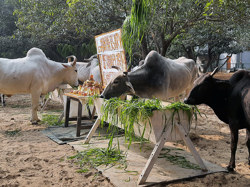 Animal RahatΓÇÖs sanctuary outside Delhi