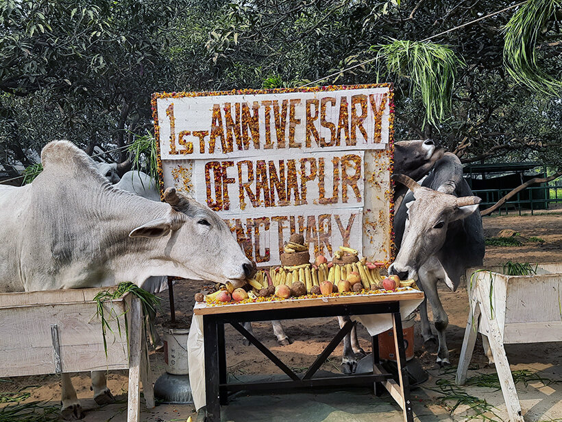 Animal RahatΓÇÖs sanctuary outside Delhi