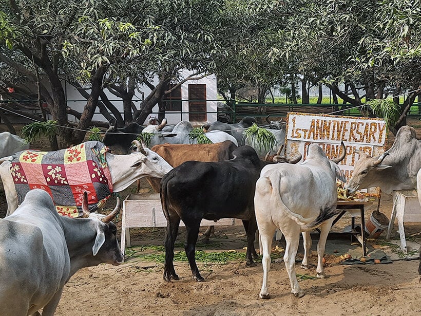 Animal RahatΓÇÖs sanctuary outside Delhi