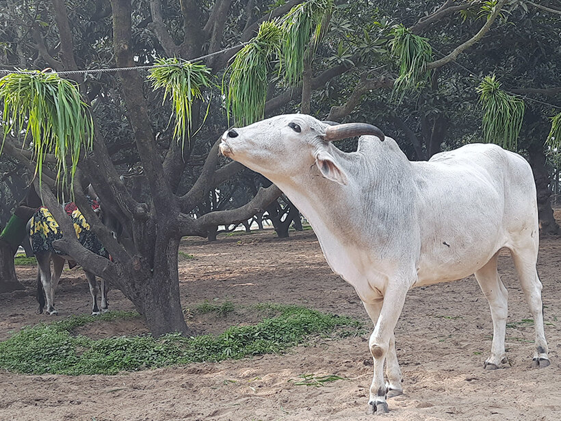 Animal Rahat’s sanctuary outside Delhi