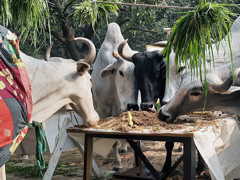 Animal RahatΓÇÖs sanctuary outside Delhi