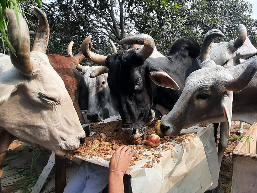 Animal RahatΓÇÖs sanctuary outside Delhi