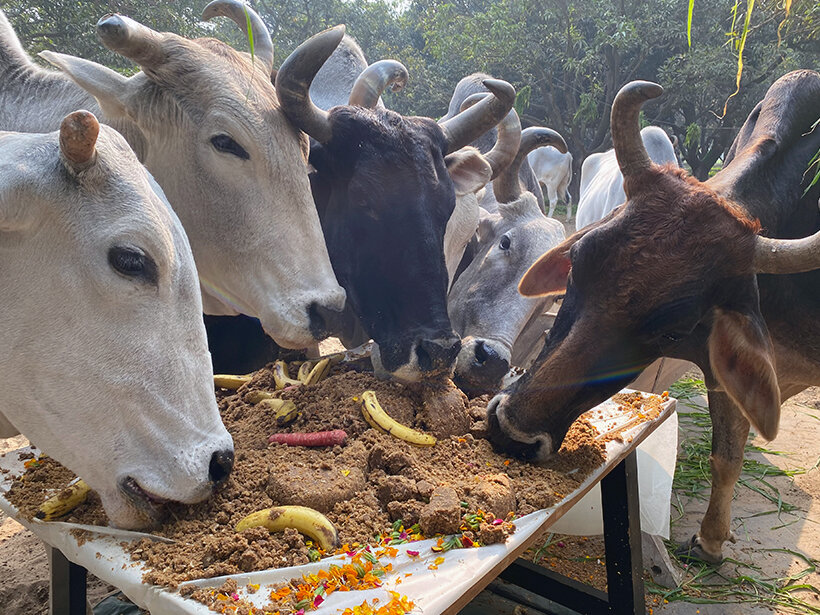 Animal RahatΓÇÖs sanctuary outside Delhi