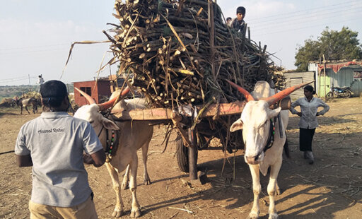 Bullocks’ Backbreaking Work at Sugarcane Factories