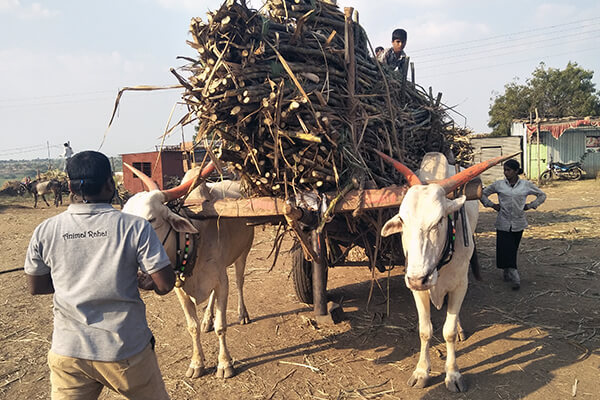 These bullocks are forced to haul crushing loads of sugarcane.