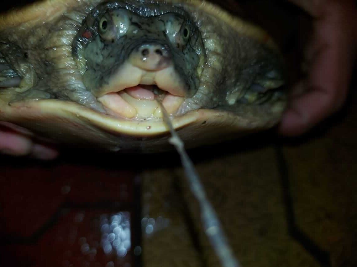 This flapshell turtle was swimming in the river when a careless person’s fishhook impaled his throat.