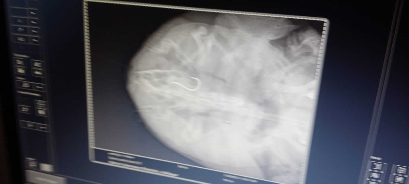 An X-ray image of the turtle’s throat reveals the hook’s exact location.