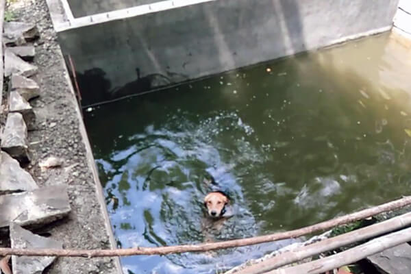 This dog was swimming for his life after tumbling into a water tank.