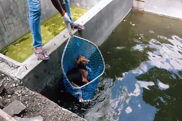 An Animal Rahat team member reaches the frantic dog with a net and pulls him out of the tank to safety.