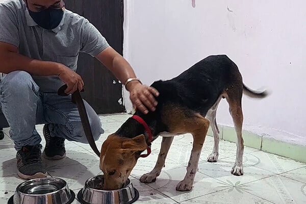 Back at Animal Rahat’s field office, the dog ate and rested after his traumatic experience.