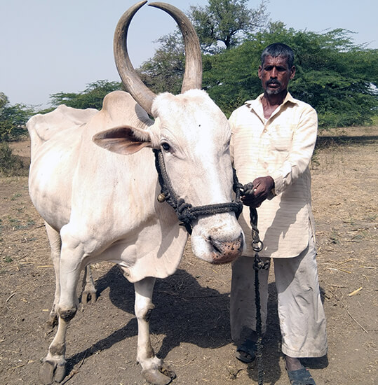 This bullock is enjoying his retirement at home, thanks to Animal Rahat’s work.