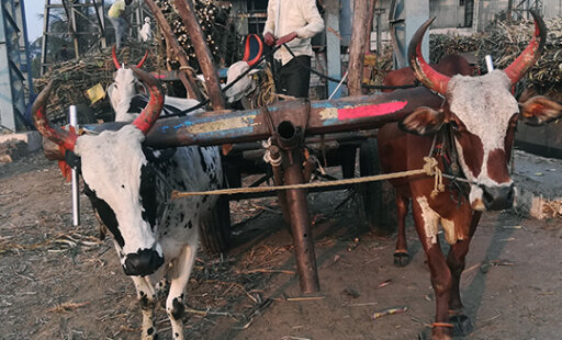 Sugar Factory Meetings Lead to Relief for Weary Bullocks