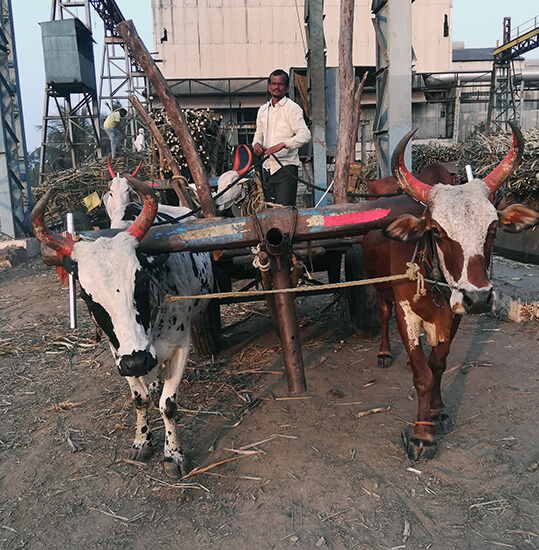 Animal Rahat’s consistent and persistent visits to sugar factories year after year have changed the world for weary bullocks.