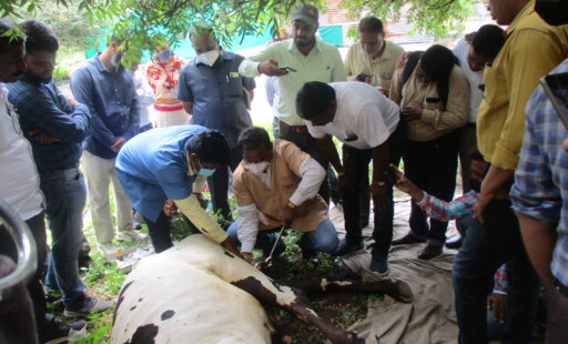 Shaping the Future: Compassionate Training for Veterinarians