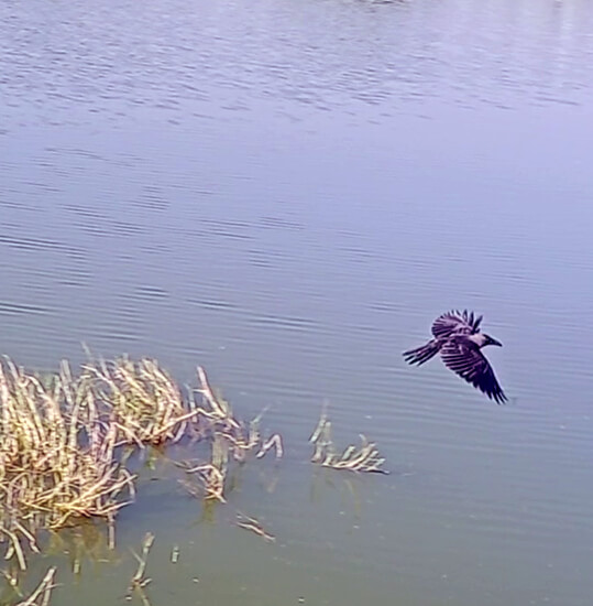 After recovering from her ordeal, the beautiful crow flies away.