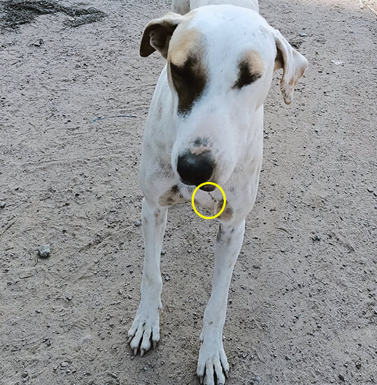 This village dog was suffering tremendously after a discarded fishhook became stuck in his mouth.