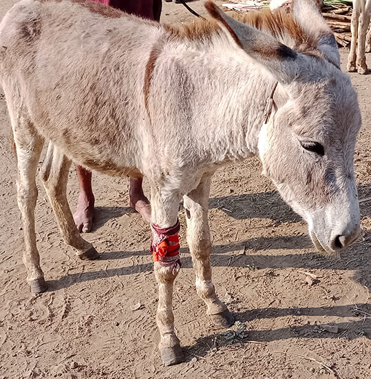 This donkey, forced to work at a brick kiln, needed rest to cure his lameness.