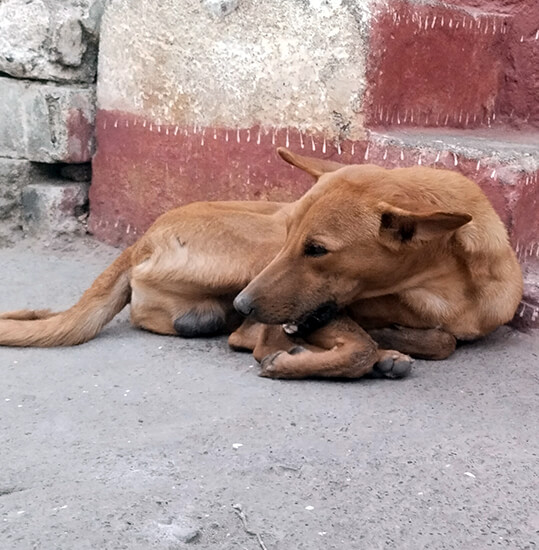 This dog was terrified and had a bone stuck in his teeth.