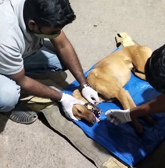 Animal Rahat’s rescue team carefully pulls the bone out of the dog’s mouth.