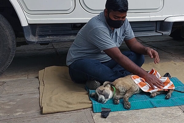 Once on solid ground, the dog is dried with towels and wrapped in a warm blanket.