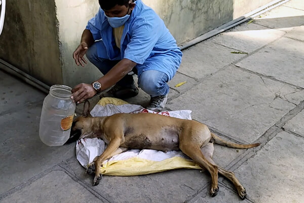 After the dog is sedated, a member of Animal Rahat’s rescue team removes the plastic jar from her head.
