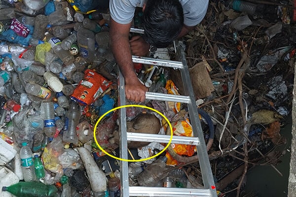 This dog lay at the bottom of a 15-foot-deep gutter, stunned and surrounded by trash.