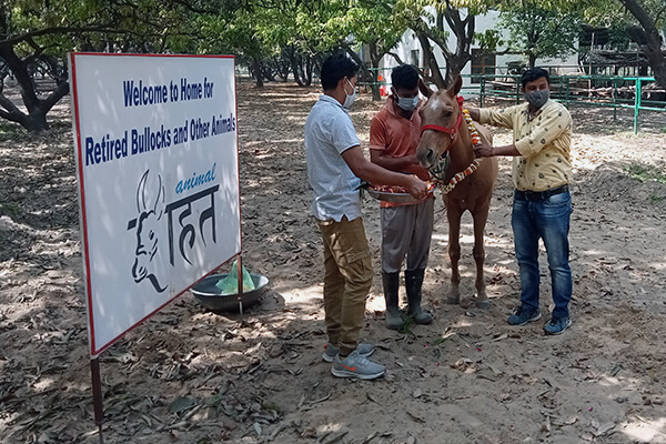 Animal Rahat’s veterinarian has placed all these ponies on specialized diets to help bring them to healthy weights.