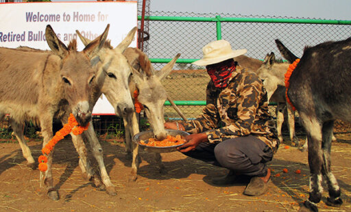 A Peaceful Life for 15 Donkeys and 10 Ponies!