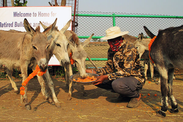 These donkeys were welcomed to Animal Rahat’s sanctuary in Sangli with sweet treats and edible flower garlands.
