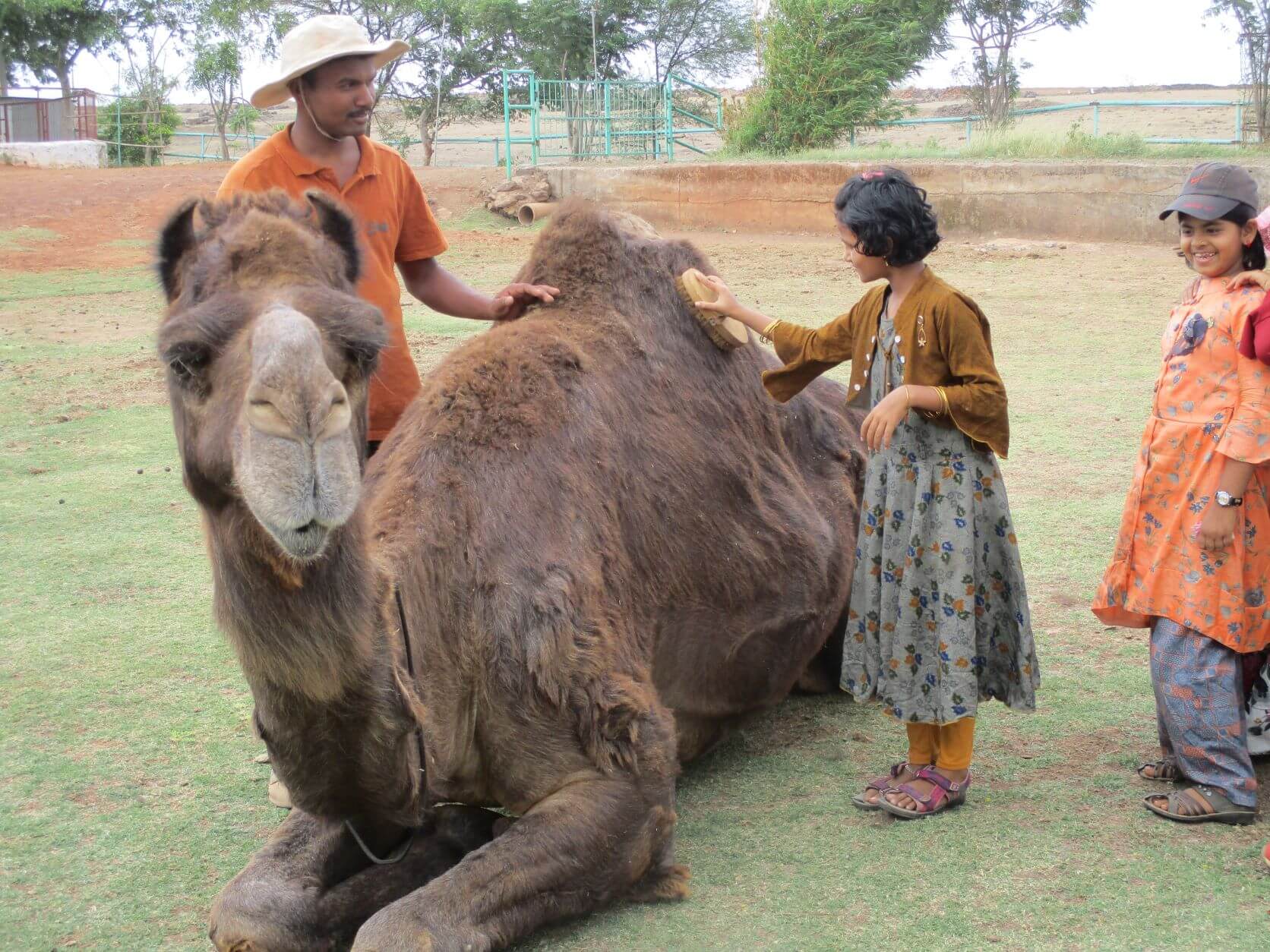 Camel Afzal enjoys the light brushes from this kind child, who just learned that other animals besides humans feel joy and pain.