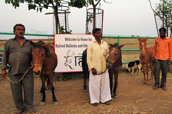 These ponies have scars and wounds from a life of forced labor. Animal Rahat’s team is tending to their injuries and helping them recover.