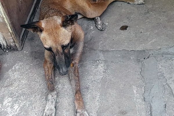A bone was tightly lodged in this dog’s mouth until Animal Rahat helped him.