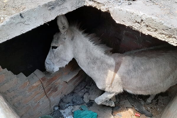 Animal Rahat’s rescue team helped this donkey out of an impossibly tight space.