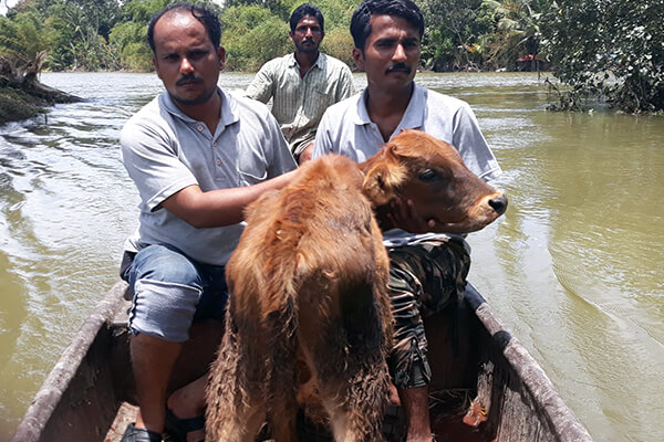 Mahadev is safe at last with Animal Rahat’s rescue team as they navigate the floodwaters to take him to dry land and safety.