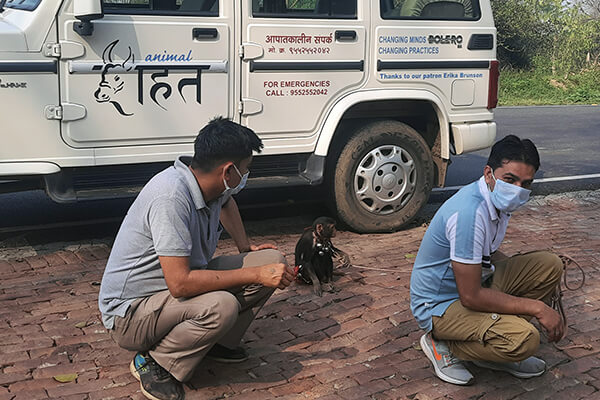 This monkey was tied up when Animal Rahat spotted him.