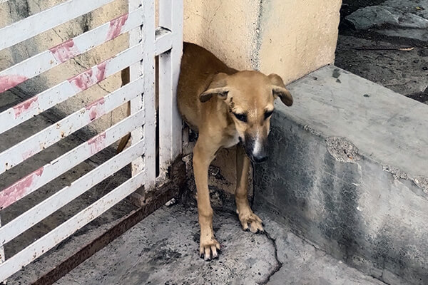 This dog got trapped in a gate while trying to reach food on the other side.