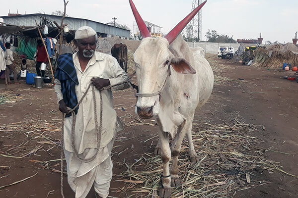 This hardworking bullocks’ horns were painted with harmful celebratory dyes that can cause cancer.