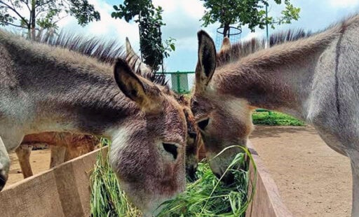 A Super New Sanctuary: Rescued Animals Will Enjoy 25 Acres of Grass and Trees